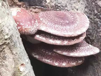 景区野生纯天然食材