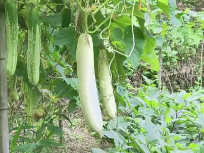 景区自种健康无污染食材